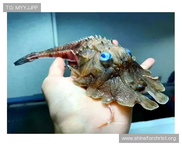 金鲨银鲨：海底宝藏的发现与海洋生物的奇异生态揭秘之旅